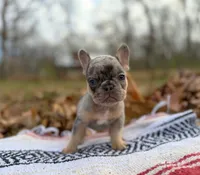 Fallon, a male French Bulldog for sale in Rolla, MO – Photo 6 of 7