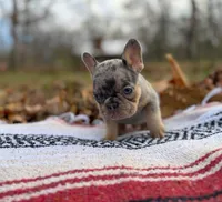 Fallon, a male French Bulldog for sale in Rolla, MO – Photo 3 of 7