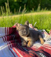 Max , a male French Bulldog for sale in Rolla, MO – 4 of 5