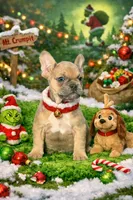 James, a male French Bulldog for sale in Rolla, MO – Photo 1 of 9