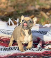 James, a male French Bulldog for sale in Rolla, MO – Photo 7 of 9