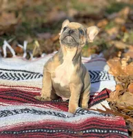 James, a male French Bulldog for sale in Rolla, MO – Photo 8 of 9
