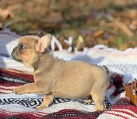 James, a male French Bulldog for sale in Rolla, MO – Photo 9 of 9
