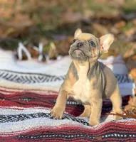 James, a male French Bulldog for sale in Rolla, MO – Photo 5 of 9