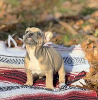 James, a male French Bulldog for sale in Rolla, MO – Photo 4 of 9