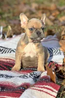James, a male French Bulldog for sale in Rolla, MO – Photo 2 of 9