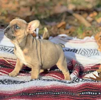 James, a male French Bulldog for sale in Rolla, MO – Photo 6 of 9