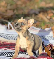 James, a male French Bulldog for sale in Rolla, MO – Photo 3 of 9