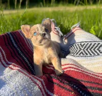 Walter, a male French Bulldog for sale in Rolla, MO – 4 of 5