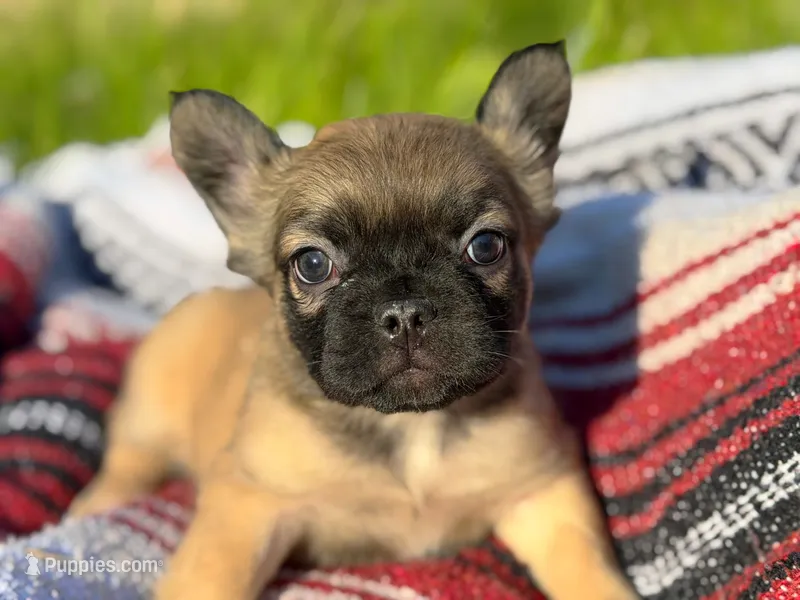 Sarah  – French Bulldog puppy for sale in Rolla, MO