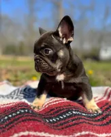Hank , a male French Bulldog for sale in Rolla, MO – Photo 4 of 4