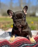 Hank , a male French Bulldog for sale in Rolla, MO – Photo 1 of 4
