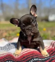 Hank , a male French Bulldog for sale in Rolla, MO – Photo 2 of 4