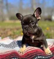 Hank , a male French Bulldog for sale in Rolla, MO – Photo 3 of 4