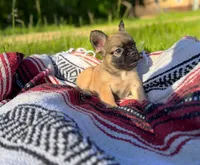 Sarah , a female French Bulldog for sale in Rolla, MO – 5 of 6