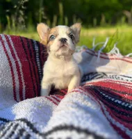 Missy, a female French Bulldog for sale in Rolla, MO – 3 of 6