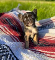 Wade, a male French Bulldog for sale in Rolla, MO – 4 of 5