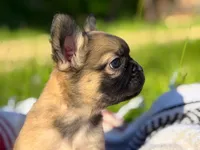 Sarah , a female French Bulldog for sale in Rolla, MO – 2 of 6