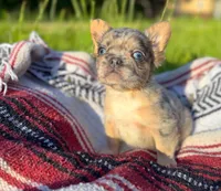 Tucker , a male French Bulldog for sale in Rolla, MO – 6 of 6