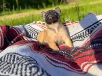 Sarah , a female French Bulldog for sale in Rolla, MO – 6 of 6
