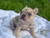 Whinny, a female French Bulldog for sale in Rolla, MO – Photo 5 of 8