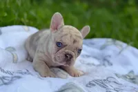 Whinny, a female French Bulldog for sale in Rolla, MO – Photo 8 of 8