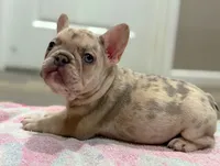 Whinny, a female French Bulldog for sale in Rolla, MO – Photo 3 of 8