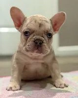 Whinny, a female French Bulldog for sale in Rolla, MO – Photo 2 of 8