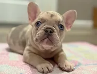 Whinny, a female French Bulldog for sale in Rolla, MO – Photo 1 of 8