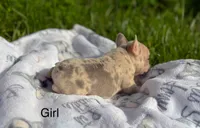 Whinny, a female French Bulldog for sale in Rolla, MO – Photo 7 of 8