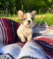 Missy, a female French Bulldog for sale in Rolla, MO – 4 of 6