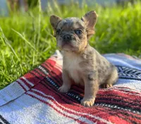 Tucker , a male French Bulldog for sale in Rolla, MO – 3 of 6