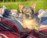 Tucker , a male French Bulldog for sale in Rolla, MO – 2 of 6