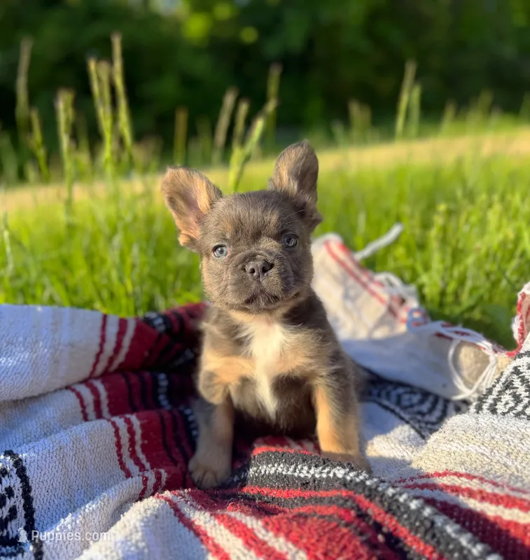 Max  – French Bulldog puppy for sale in Rolla, MO