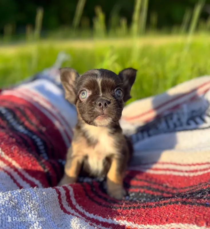 Wade – French Bulldog puppy for sale in Rolla, MO