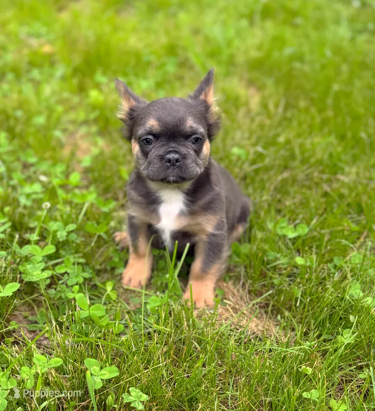 Max  – French Bulldog puppy for sale in Rolla, MO