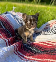 Wade, a male French Bulldog for sale in Rolla, MO – 2 of 5