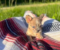 Walter, a male French Bulldog for sale in Rolla, MO – 2 of 5