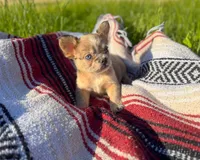 Walter, a male French Bulldog for sale in Rolla, MO – 3 of 5