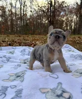 Pebble, a male French Bulldog for sale in Rolla, MO – Photo 6 of 10