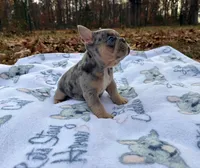 Pebble, a male French Bulldog for sale in Rolla, MO – Photo 10 of 10