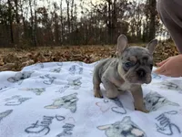 Pebble, a male French Bulldog for sale in Rolla, MO – Photo 9 of 10