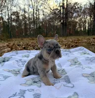 Pebble, a male French Bulldog for sale in Rolla, MO – Photo 8 of 10