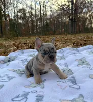 Pebble, a male French Bulldog for sale in Rolla, MO – Photo 7 of 10