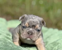 Pebble, a male French Bulldog for sale in Rolla, MO – Photo 4 of 10