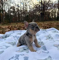 Pebble, a male French Bulldog for sale in Rolla, MO – Photo 1 of 10