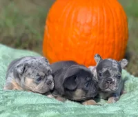 Pebble, a male French Bulldog for sale in Rolla, MO – Photo 5 of 10