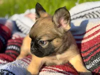 Sarah , a female French Bulldog for sale in Rolla, MO – 4 of 6