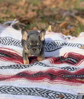 Jack, a male French Bulldog for sale in Rolla, MO – Photo 4 of 8