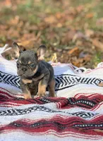 Jack, a male French Bulldog for sale in Rolla, MO – Photo 3 of 8